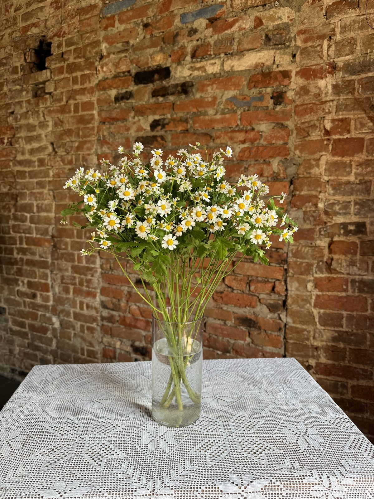 Камиллы